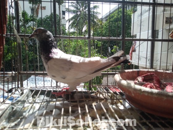 মাদি কবুতর